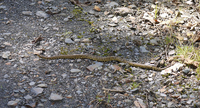 snake- manu cloud forest