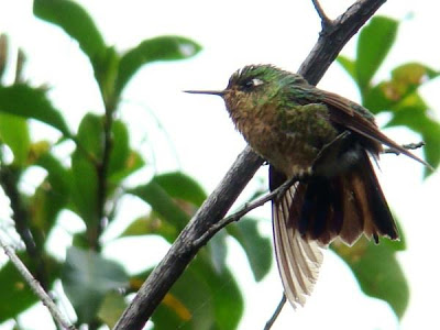 tyrian metaltail