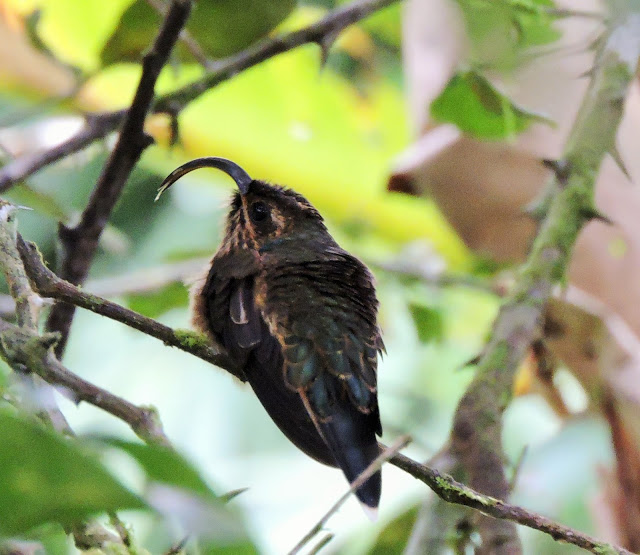 Buff Tailed Sicklebill (Eutoxeres condamini) guadalupe lodge