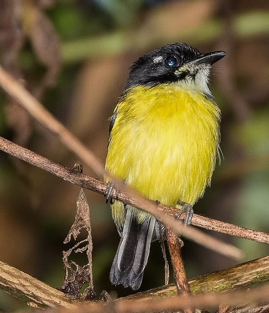 black backed tody-flycatcher especie clave (2)