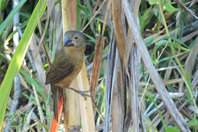 black billed sed-finch laguna patria