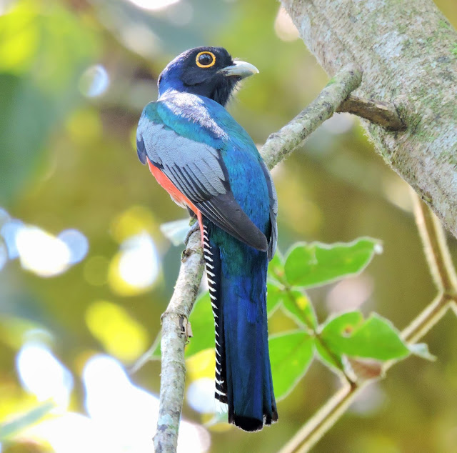 blue crowned trogon