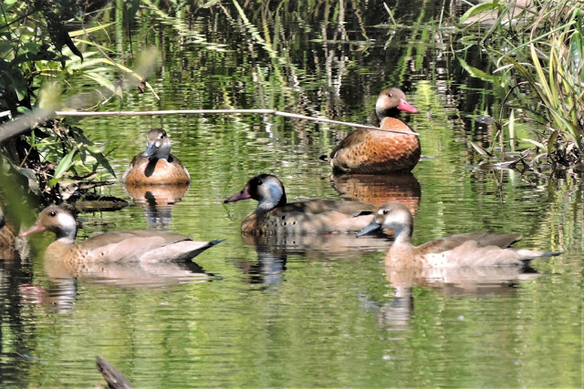 brazilian teal patria