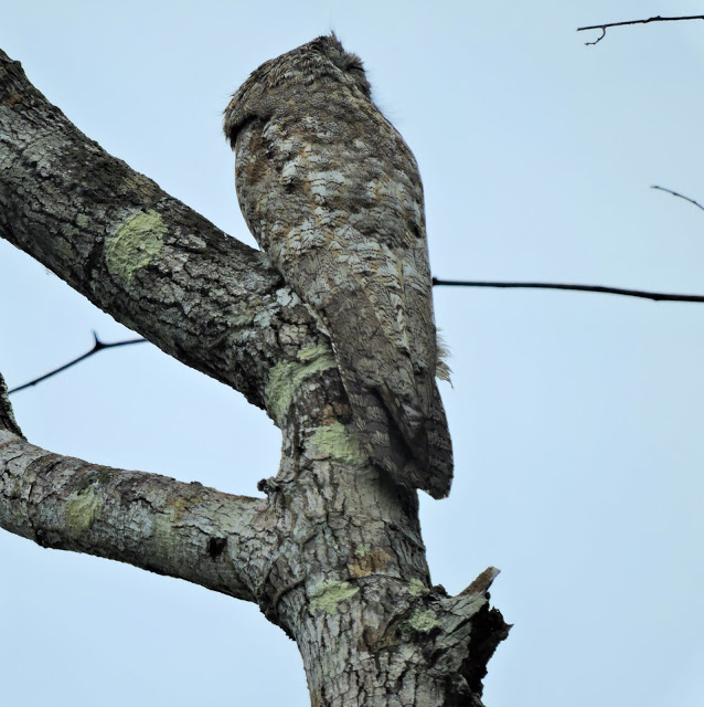 great potoo