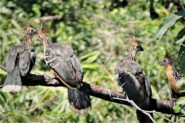 hoatzin in laguna patria