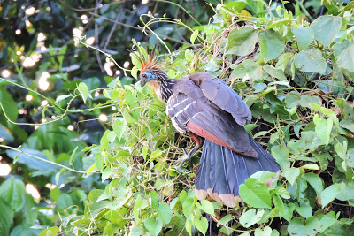 hoatzin laguna patria