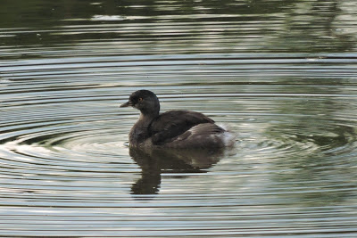 leats grebe in Patria lagoon