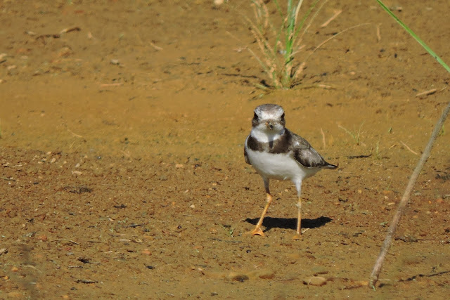 semipalmated plover laguna patria