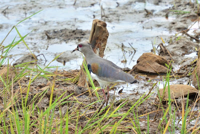 sothern lapwing manu-laguna patria