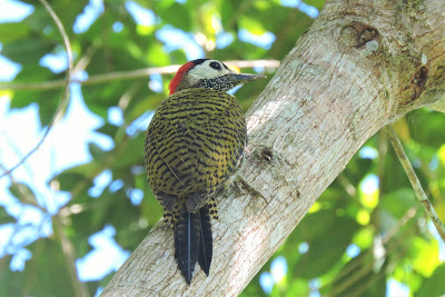 spot breasted woodpecker hoatzin laguna patria