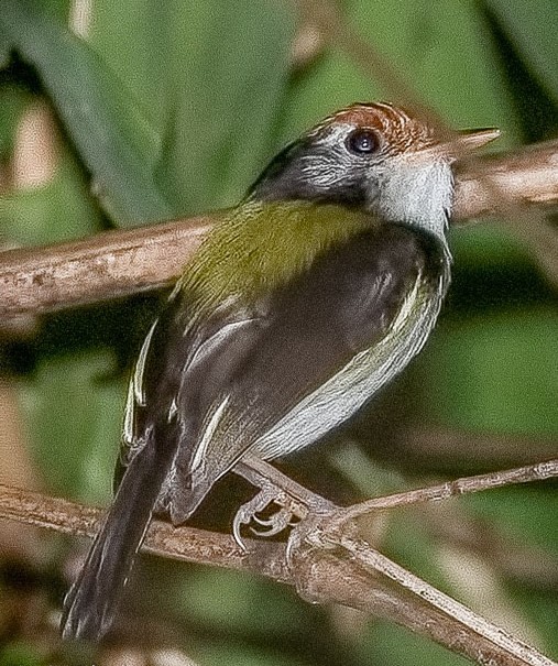 white cheecked tody flycatcher