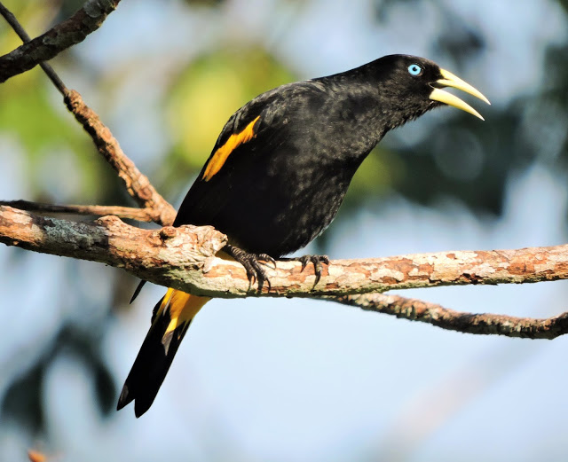 yellow rumped cacique