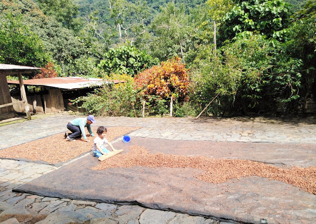 Chocolate Beans Expose to the sunlight at the espiritu pampa - vilcabamba