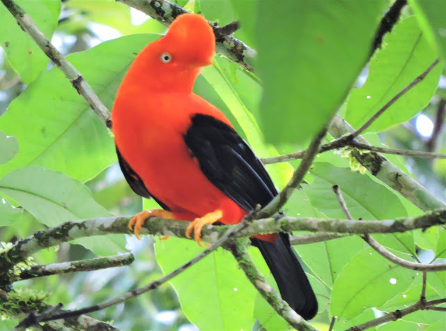 Cock of the rock bird at Espiritu Pampa