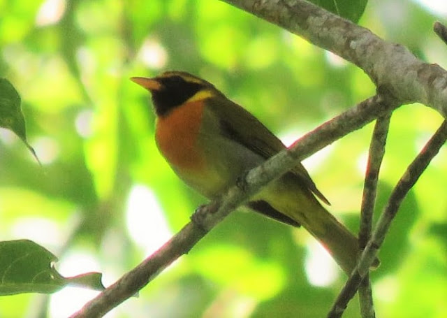 Guira Tanager