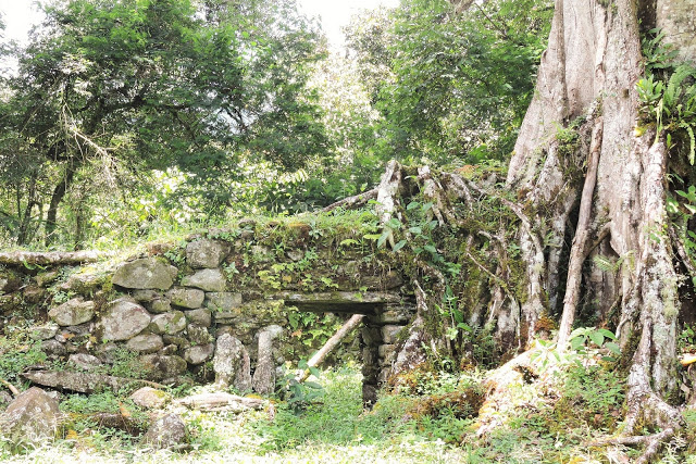 fig trees overgrowths on Inca Ruins