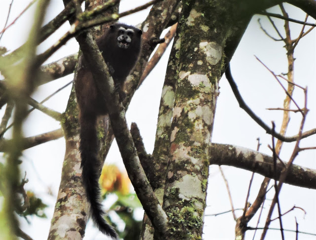 saddleback tamarin monkey at espiritu pampa